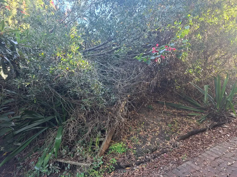 Dense overgrown hedge and branches along a garden path before clearing