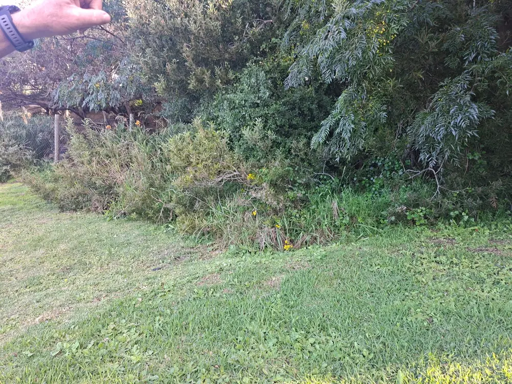Overgrown weeds and grass before clearing