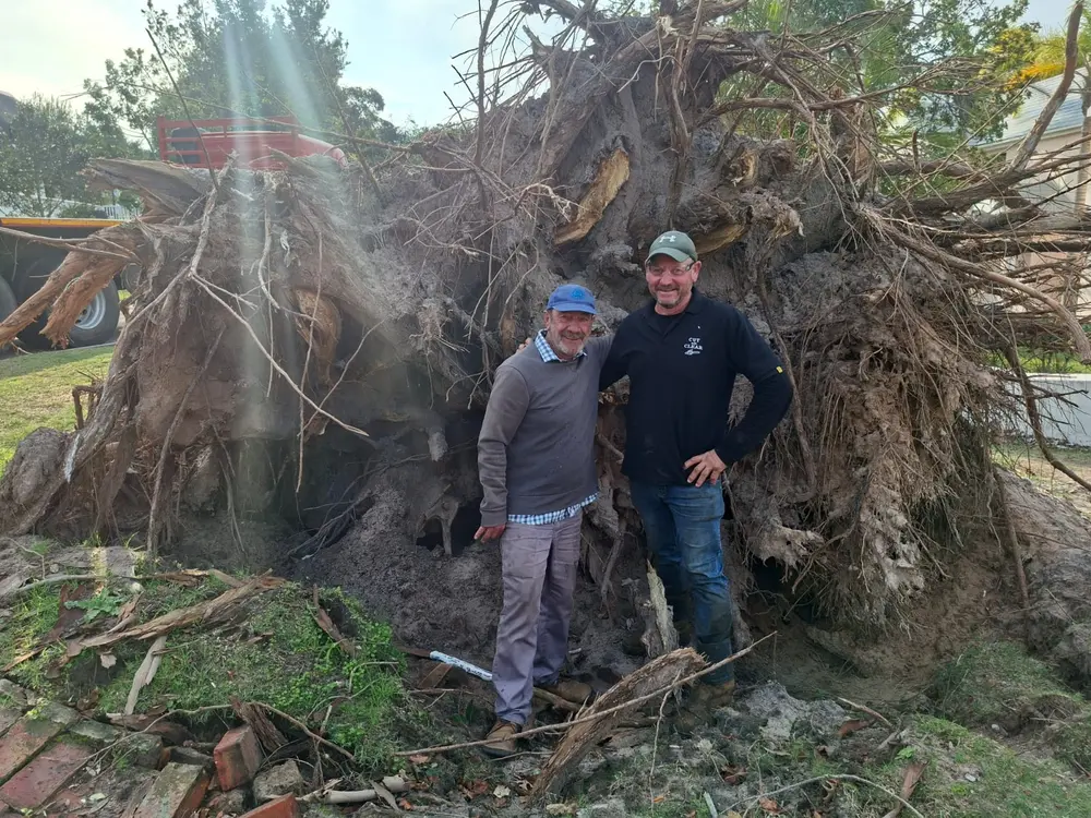 A recently fallen storm-damaged tree cleared by the Cut and Clear crew