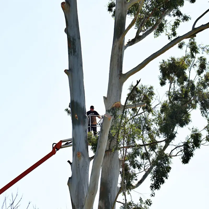 Cherry picker positioned in the crown of a tall gum tree during felling