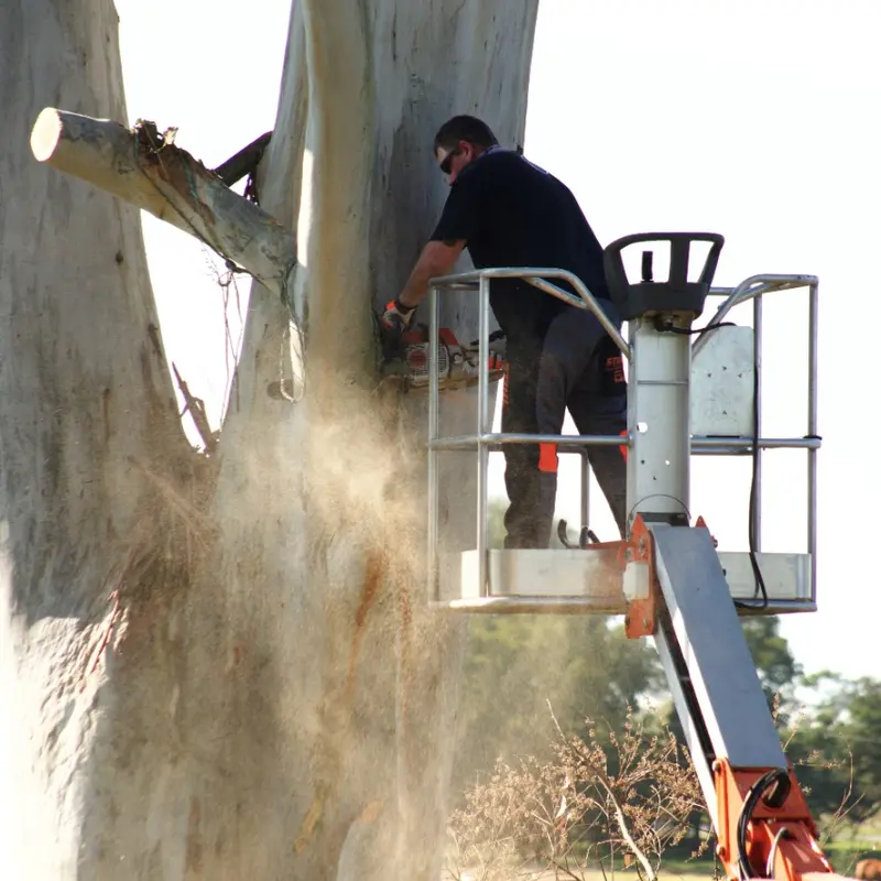 Crew member cutting a trunk section from a cherry picker