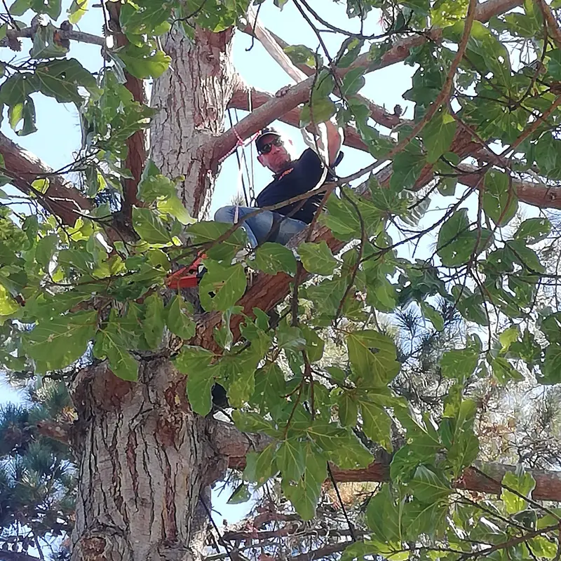 Crew member roped up in a tree during a pruning job