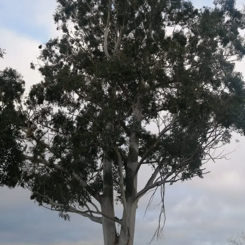 A large gum tree before felling