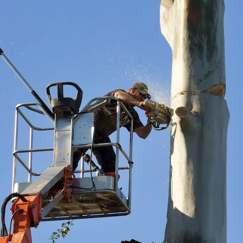 Crew member in a cherry picker cutting the top of a tree
