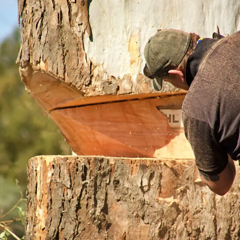 Close-up of a chainsaw wedge cut into a tree trunk
