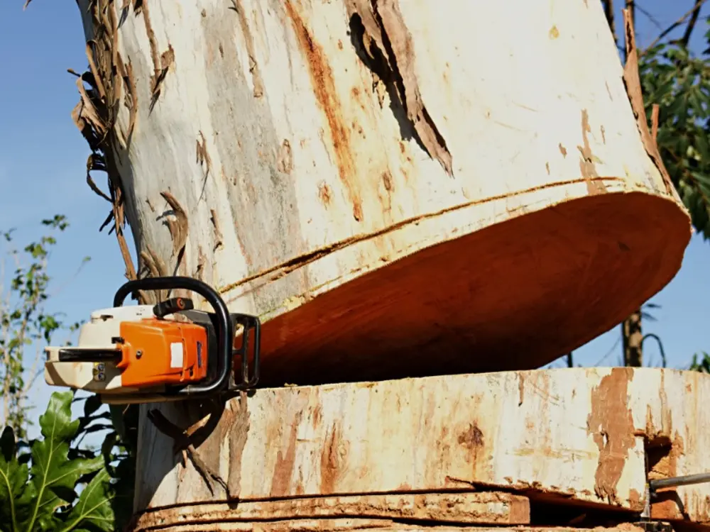 A Cut and Clear crew member felling a tree with a chainsaw